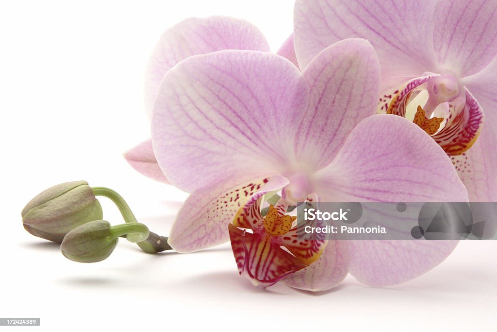 Orquídea em branco - Foto de stock de Beleza natural - Natureza royalty-free