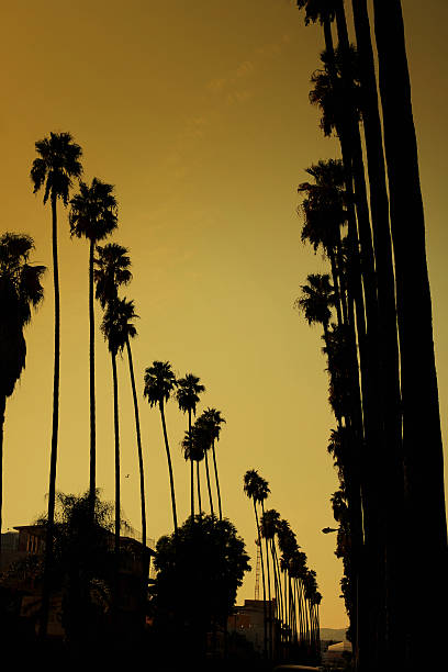 istock Tall Palm Trees in Beverly Hills Los Angeles 172424404