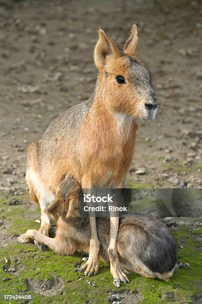 Foto de Cavy Da Patagônia e mais fotos de stock de Amamentação - Amamentação, Mamífero, América do Sul