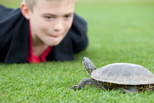 A caucasian boy examining a turtle with a surprised and sheepish look on his face.