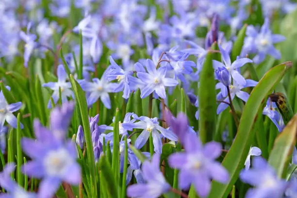 Blue Chionodoxa luciliae, glory of the snow, in flower.