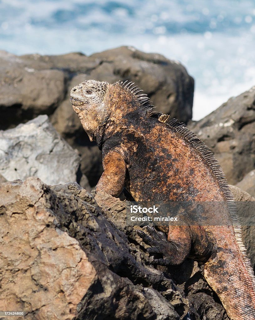 Iguana marinha das Galápagos - Royalty-free América do Sul Foto de stock