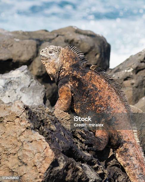 Iguana Marinha Das Galápagos - Fotografias de stock e mais imagens de América do Sul - América do Sul, Animal, As Américas