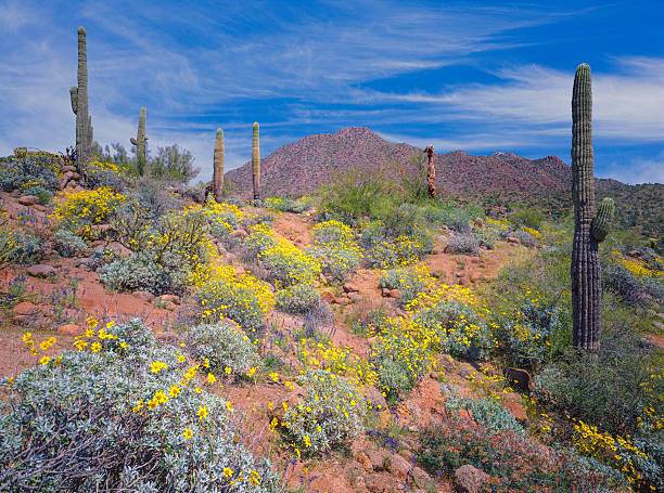 アリゾナ砂漠の春 - brittlebush ストックフォトと画像