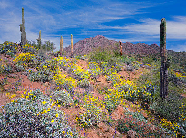 Arizona spring desert Spring in the Sonoran Desert near Superstition Mountains, AZ sonoran desert stock pictures, royalty-free photos & images