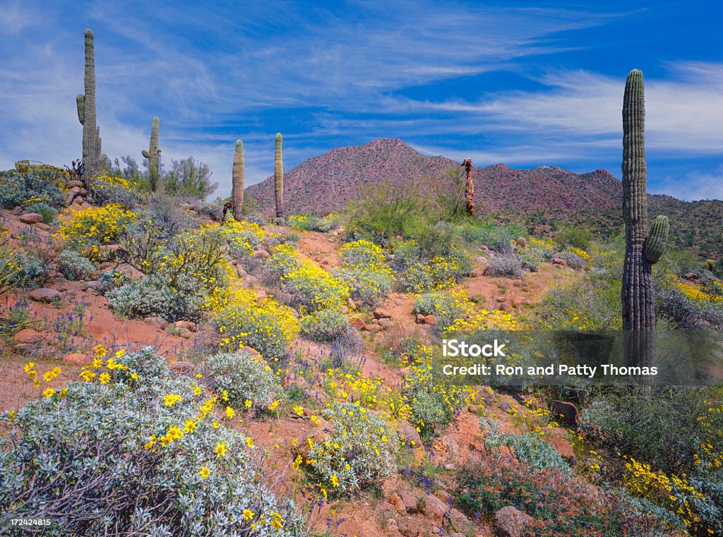 Deserto do Arizona Primavera - Royalty-free Deserto Foto de stock