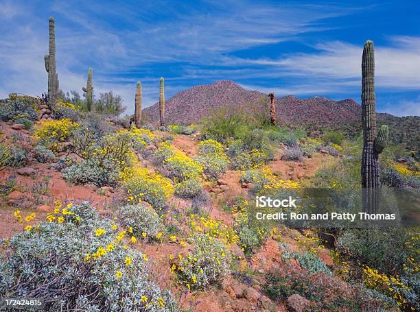 Аризона Весна Пустыня — стоковые фотографии и другие картинки Пустыня - Пустыня, Аризона - Юго-запад США, Тусон