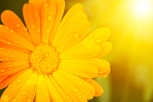 tagete - pot marigold single flower flower flower head foto e immagini stock