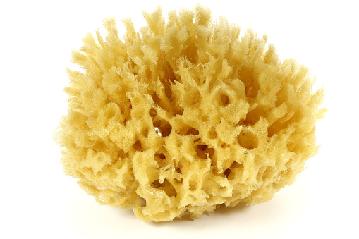 natural sponge isolated on white background