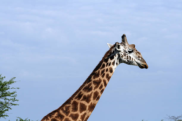 istock Giraffe's Head and Neck 172424915
