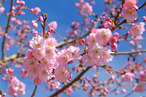 Soft pink Cherry tree, Prunus serrulata 'Accolade' in flower.
