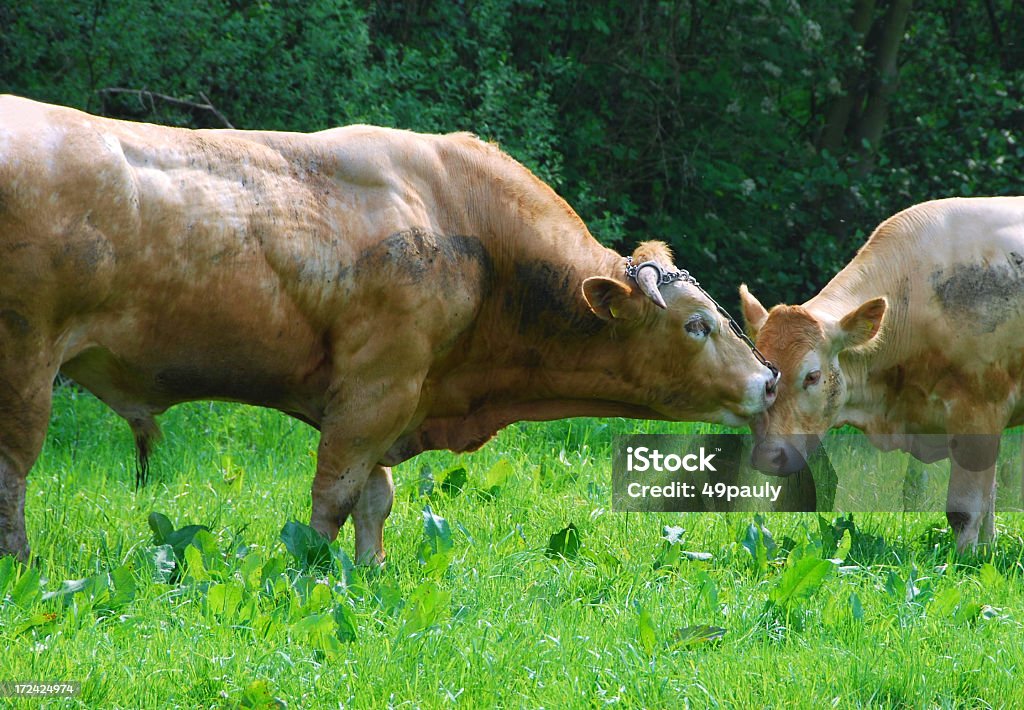 Der Stier und die Kuh in Liebe. - Lizenzfrei Kuh Stock-Foto