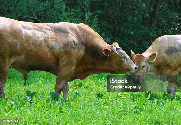 Der Stier Und Die Kuh In Liebe Stockfoto und mehr Bilder von Kuh - Kuh, Küssen, Angesicht zu Angesicht