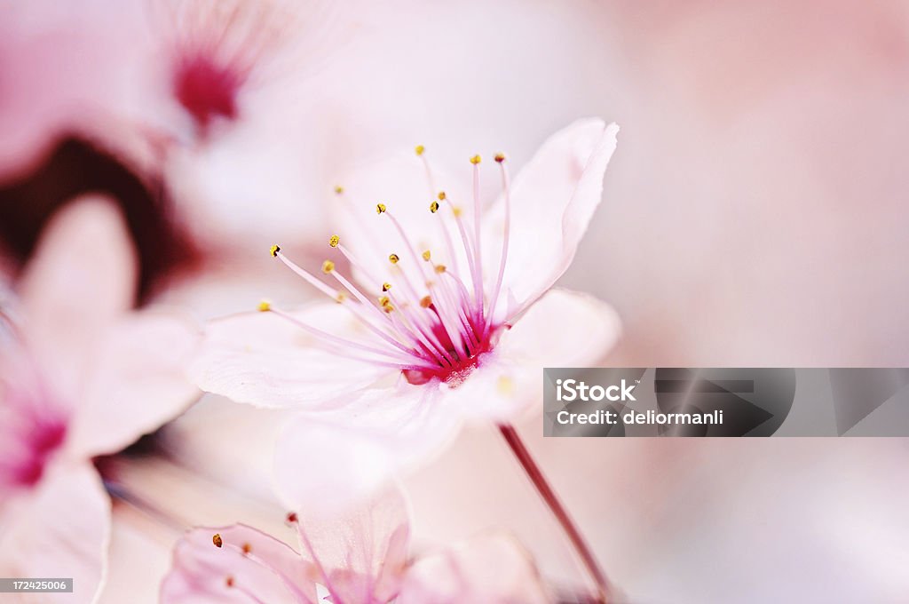 Macro de fleurs - Photo de Arbre libre de droits