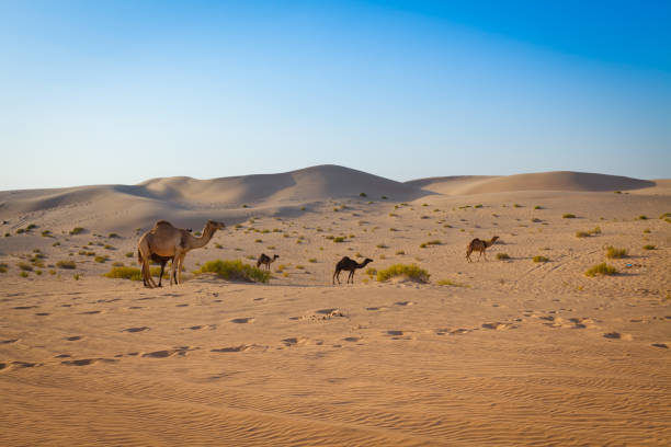camel on the desert