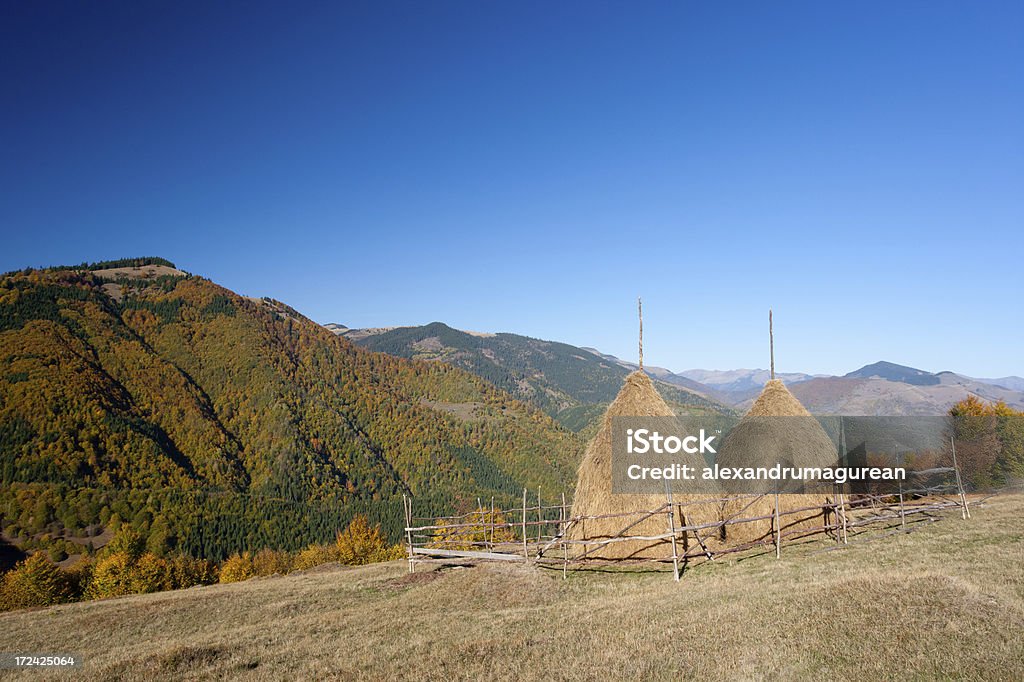 Scena rurale - Foto stock royalty-free di Agricoltura