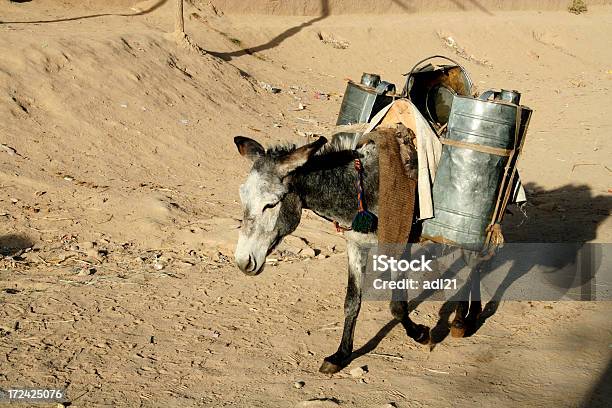 Mula No Deserto - Fotografias de stock e mais imagens de Animal - Animal, Ao Ar Livre, Asno - Família do cavalo