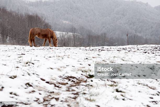 Caballo De Pastoreo En La Nieve De Invierno En Roan Las Montañas Tennessee Foto de stock y más banco de imágenes de Invierno