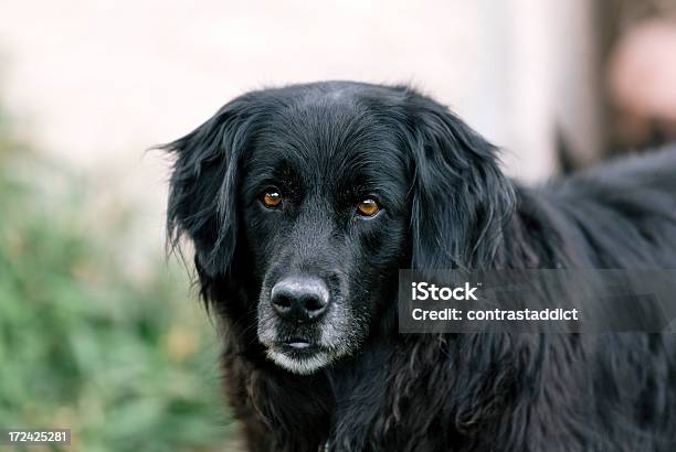 Foto de Casaco Plana Retriever e mais fotos de stock de Animal - Animal, Boca Animal, Cor Preta