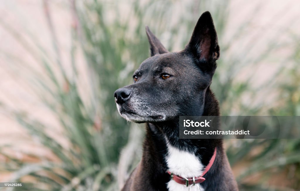 Maestoso cane - Foto stock royalty-free di Animale