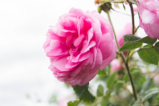 Beautiful pink rose in the garden. Garden and clear blue sky in the background. Cambados, Galicia, Spain.