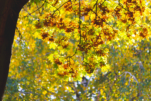 Yellow autumn leaves on tree glow brightly in sun's rays..