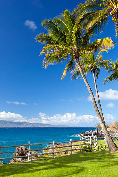 palmy na napili punkt, maui - napili bay zdjęcia i obrazy z banku zdjęć