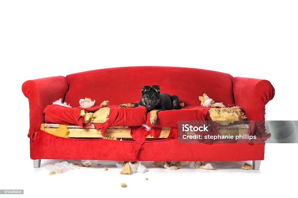 Deutsche Shepard Welpe Bauchlage auf einer roten Couch im Destroyed-Look - Lizenzfrei Sofa Stock-Foto