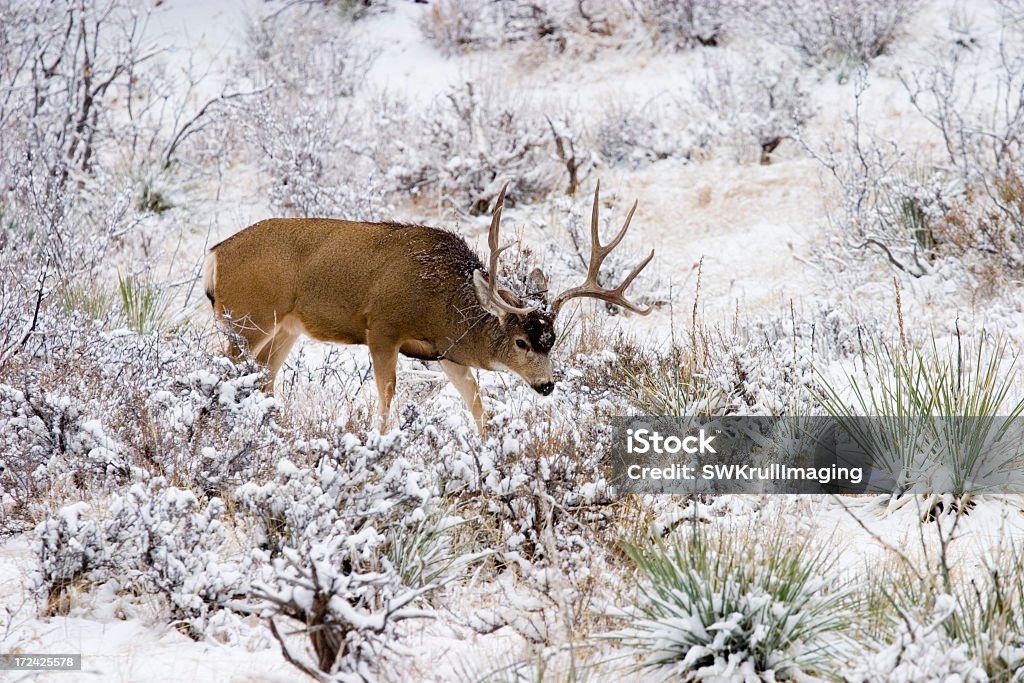 Colorado Cerf mulet dans la neige de l'hiver - Photo de Animaux à l'état sauvage libre de droits