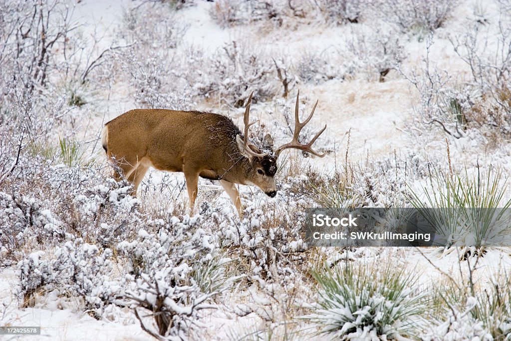 Colorado Mulak w warunkach zimowych śniegu - Zbiór zdjęć royalty-free (Drzewo)