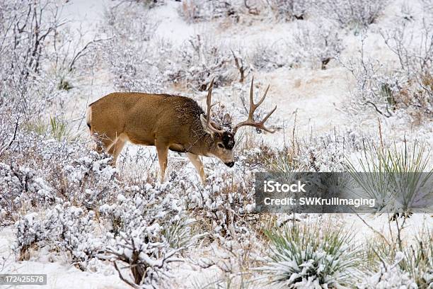 Colorado Mulak W Warunkach Zimowych Śniegu - zdjęcia stockowe i więcej obrazów Drzewo - Drzewo, Dzikie zwierzęta, Fotografika