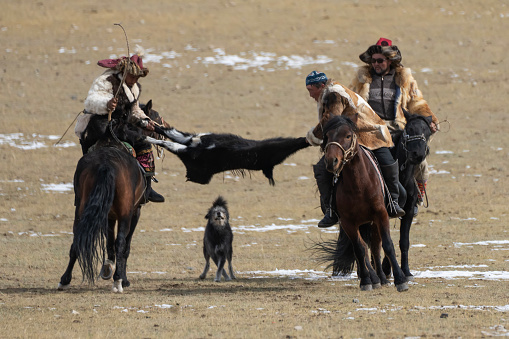 Bayan-Olgii Province, Mongolia - October 1, 2023: A dog looks on as competitors participate in a tug-of-war competition where they pull on the carcass of a goat, in a traditional Kazakh game called 