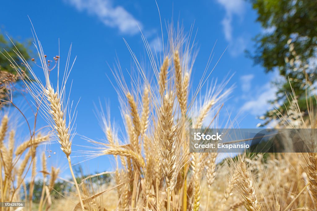 Летний живописным и пшеницы уши - Стоковые фото Без людей роялти-фри