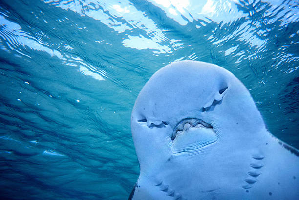 istock Bowmouth Guitar Shark mouth 172425741