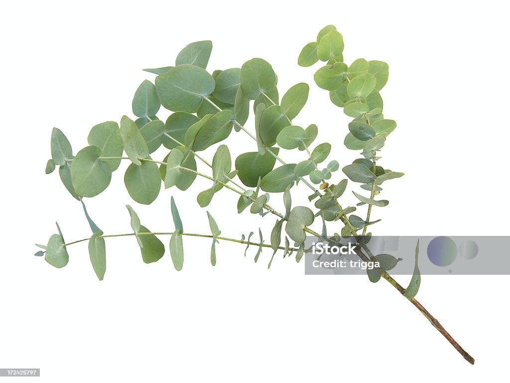 Eucalyptus branch - Photo de Eucalyptus libre de droits