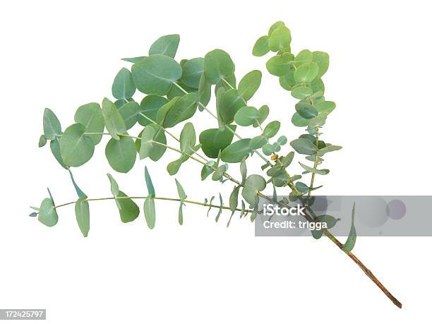 유칼립투스 지점 유칼립투스에 대한 스톡 사진 및 기타 이미지 - 유칼립투스, 흰색 배경, 잎
