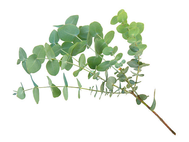 eucalipto ramo - eucalyptus tree plants isolated objects nature imagens e fotografias de stock