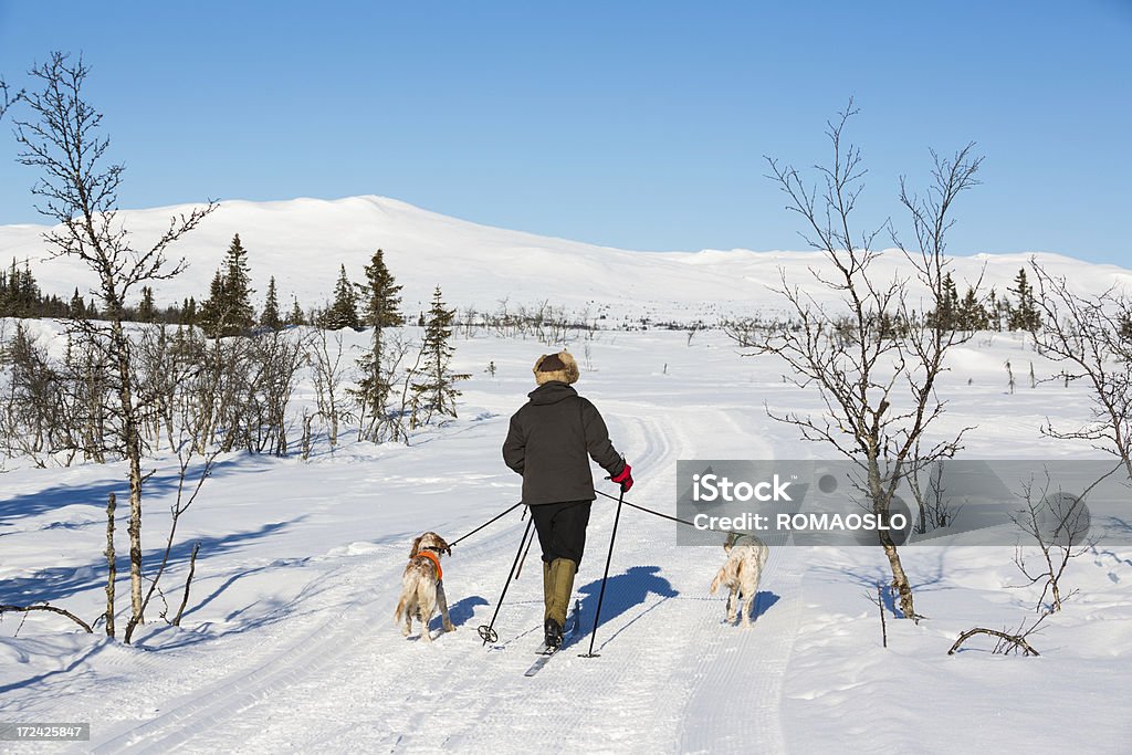 Donna sci con i suoi cani in montagna, Norvegia - Foto stock royalty-free di Luce solare