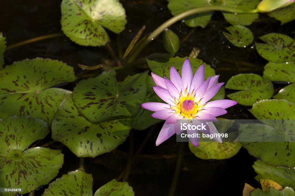 Detalhe de flor de lótus - Foto de stock de Beleza royalty-free