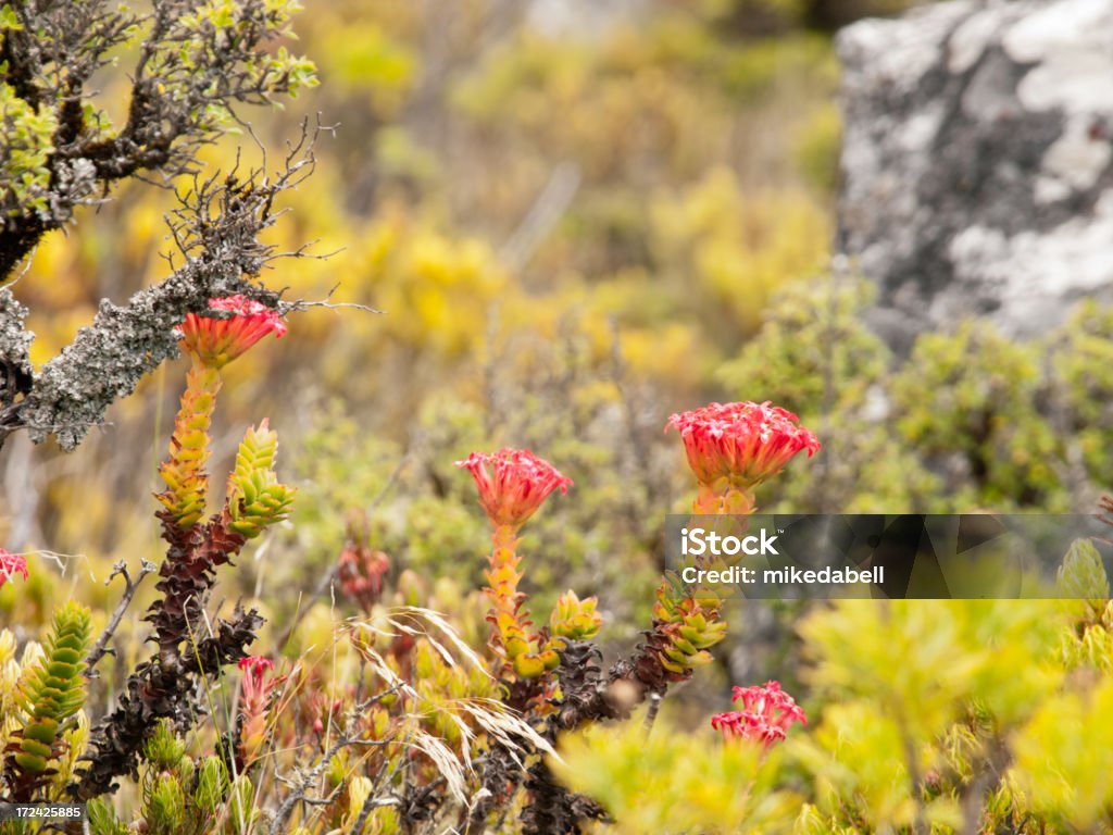 Red Dickblatt - Lizenzfrei Blume Stock-Foto