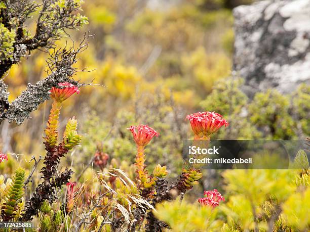 Red Dickblatt Stockfoto und mehr Bilder von Blume - Blume, Fokus auf den Vordergrund, Fotografie