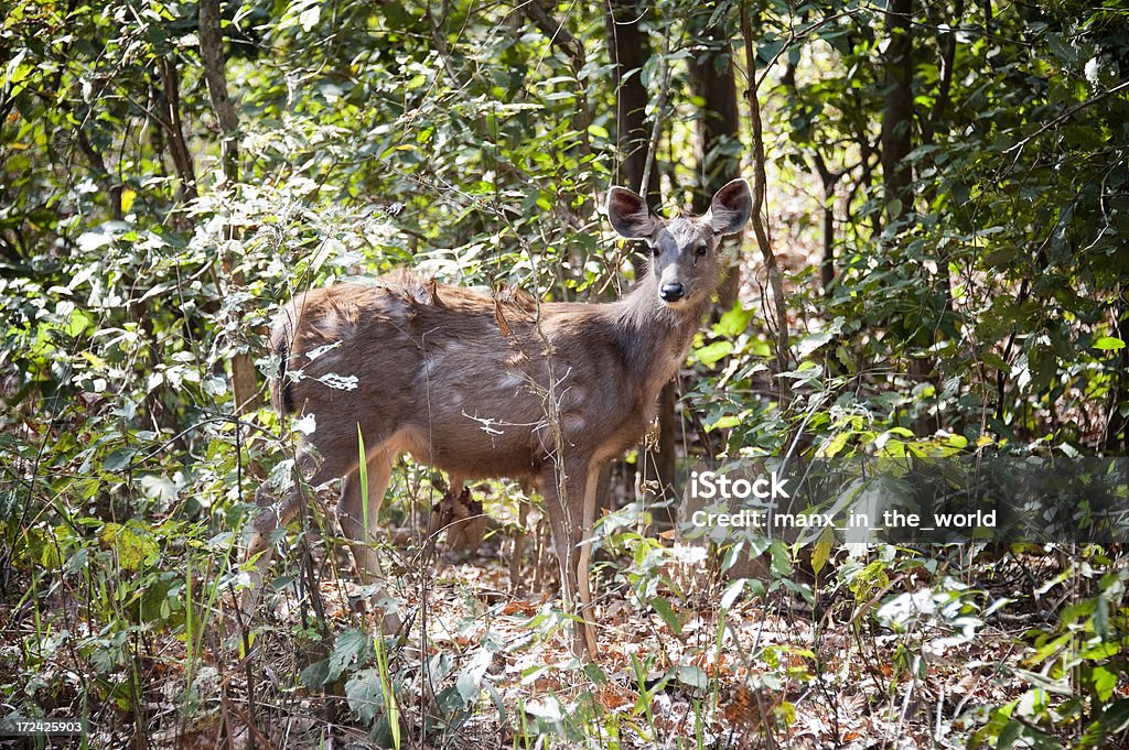 Ciervo Sambar Deer. - Foto de stock de Aire libre libre de derechos