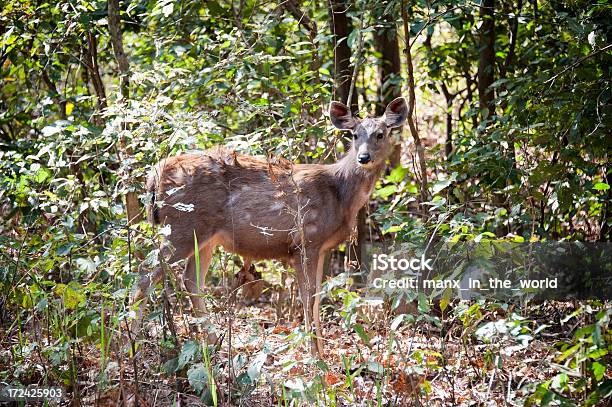 Ciervo Sambar Deer Foto de stock y más banco de imágenes de Aire libre - Aire libre, Asia, Asia Sudoriental