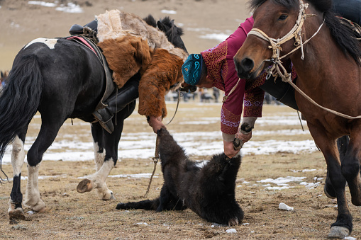 Bayan-Olgii Province, Mongolia - October 1, 2023: Competitors participate in a tug-of-war competition where they pull on the carcass of a goat, in a traditional Kazakh game called \