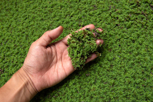 grail, duckweed in public canals - duckweed imagens e fotografias de stock