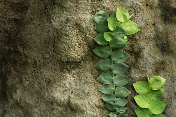 Rhaphidophora celatocaulis growing climbing on the cement wall.