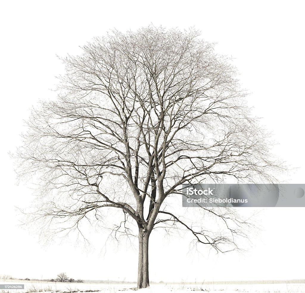 Very brightly lit Hop Hornbeam tree (Ostrya carpinifolia) in winter. Very brightly lit (High Key) Hop Hornbeam tree (Ostrya carpinifolia) in winter isolated on white. Very high resolution. Back Lit Stock Photo