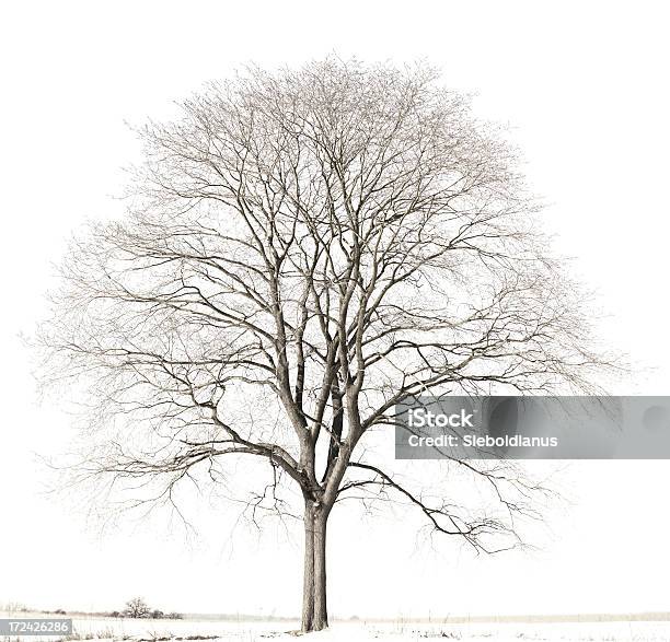 Very Brightly Lit Hop Hornbeam Tree In Winter Stock Photo - Download Image Now