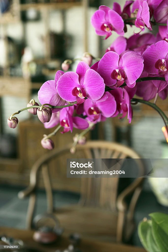 Rosa orchidea - Foto stock royalty-free di Ambiente