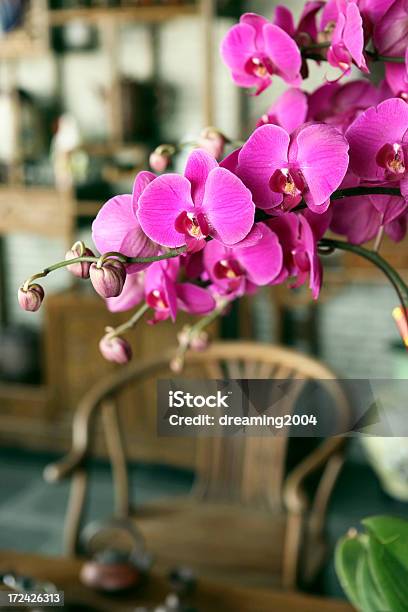 Rosa Orchidea - Fotografie stock e altre immagini di Ambiente - Ambiente, Asia, Bellezza naturale